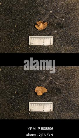 Cyrtolites ornatus Conrad, 1838. Stockfoto