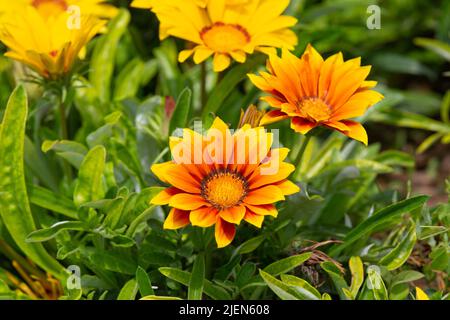 Gazania rigens (syn. G. splendens), manchmal auch Schatzblume genannt, ist eine blühende Pflanze aus der Familie der Asteraceae, die im Küstengebiet beheimatet ist Stockfoto