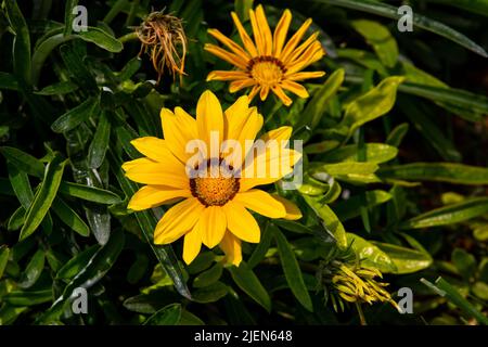 Gazania rigens (syn. G. splendens), manchmal auch Schatzblume genannt, ist eine blühende Pflanze aus der Familie der Asteraceae, die im Küstengebiet beheimatet ist Stockfoto