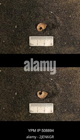 Cyrtolites ornatus Conrad, 1838. Stockfoto