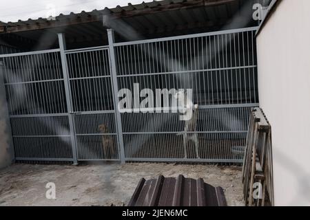 Ein weißer trauriger Hund in einer Voliere in einem Tierheim für obdachlose Tiere. Ein trauriges Tier hinter den Riegel des Käfigs. Stockfoto