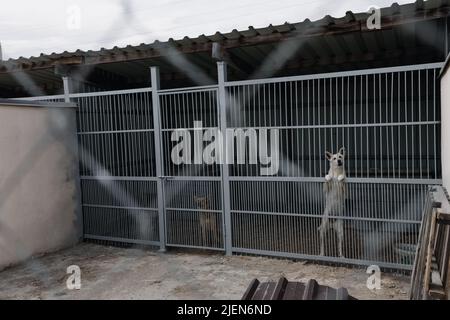 Ein weißer trauriger Hund in einer Voliere in einem Tierheim für obdachlose Tiere. Ein trauriges Tier hinter den Riegel des Käfigs. Stockfoto