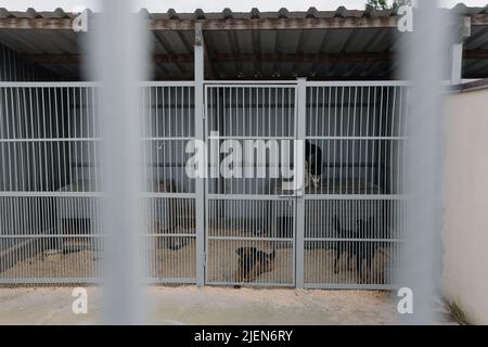 Hunde hinter Gittern im Tierheim Stockfoto
