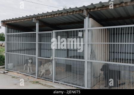 Obdachlose Hunde in einem Käfig in einem Tierheim. Stockfoto