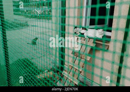 Katzen in einem Käfig in einem Tierheim Stockfoto