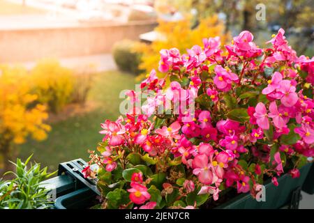 Blumen auf dem Balkon im Herbst. Natur Hintergrund. Herbstzeit Stockfoto