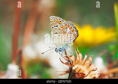 Plebejus argus, Silber Nieten Blauer gewöhnlicher europäischer Schmetterling auf einer Wiese Stockfoto