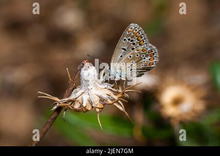 Plebejus argus, Silber Nieten Blauer gewöhnlicher europäischer Schmetterling auf einer Wiese Stockfoto