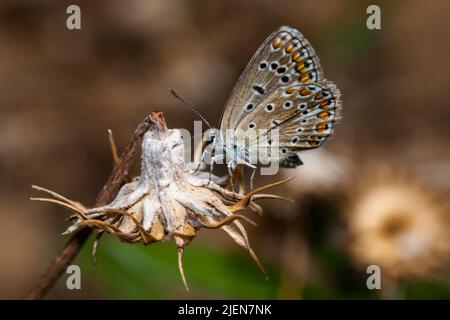 Plebejus argus, Silber Nieten Blauer gewöhnlicher europäischer Schmetterling auf einer Wiese Stockfoto