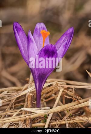 Wilde lila und gelbe Iris Crocus heuffelianus Blume wächst im Schatten, trockenes Gras und Blätter um Stockfoto