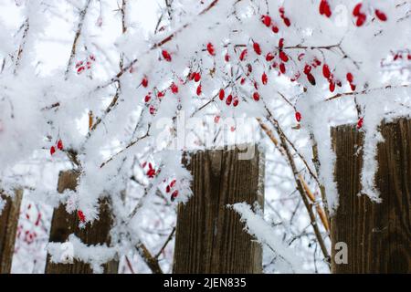 Dünne Zweige mit roten Beeren, bedeckt mit Schnee, die tagsüber über dem Holzzaun wachsen. Speicherplatz kopieren. Schöne Winterzeit mit tonnenweise Schnee Stockfoto