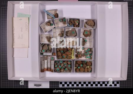 Gemischte Taxa, stratigraphische Sammlung. Accn: 3427; Stockfoto