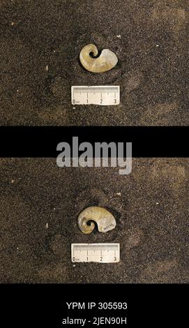 Cyrtolites ornatus Conrad, 1838. Stockfoto