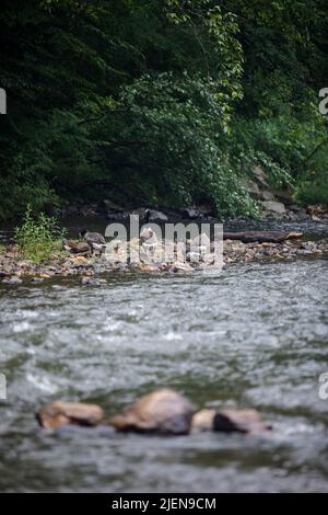 Neugierige Gänse schwimmen im sanft fließenden Fluss Stockfoto