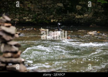 Neugierige Gänse schwimmen im sanft fließenden Fluss Stockfoto