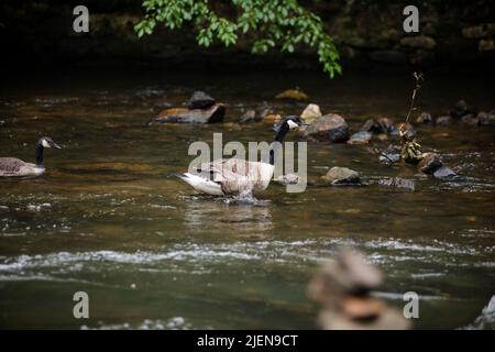 Neugierige Gänse schwimmen im sanft fließenden Fluss Stockfoto