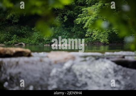 Neugierige Gänse schwimmen im sanft fließenden Fluss Stockfoto