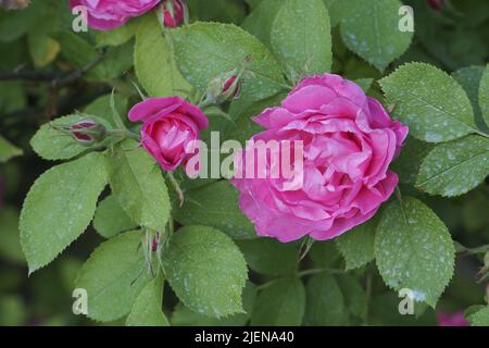 Schädlingsbekämpfung. Schutz von Rosen vor Schädlingen mit Pflanzenschutzmitteln. Auf den grünen Blättern der Rosenpflanze sind Versprühspuren zu erkennen. Stockfoto