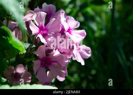 Blühendes rosa oder violettes Phlox-Makro an einem sonnigen Sommertag. Lila Phloxe Blumen Nahaufnahme Foto im Sommergarten. Eine blühende Pflanze im Sonnenlicht w Stockfoto