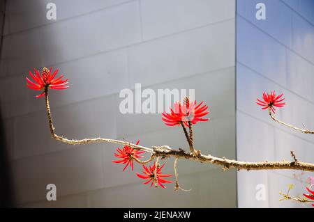 Blumen in einem Garten auf der Rückseite der Walt Disney Concert Hall in Los Angeles, Kalifornien, USA Stockfoto