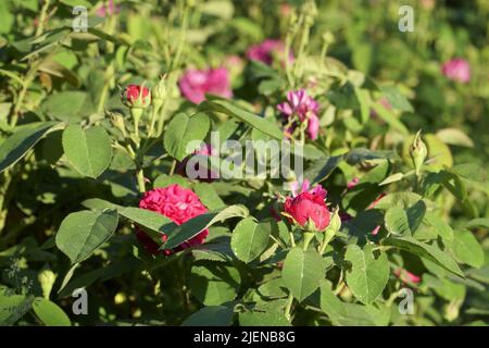 Rote Rosen buschen an einem sonnigen Sommertag im Garten. Eine Nahaufnahme von blühenden Rosenpflanzen mit der geringen Schärfentiefe. Stockfoto