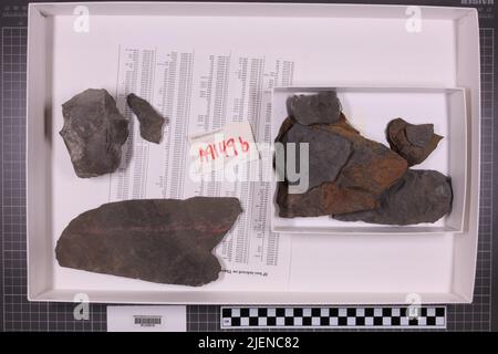 Gemischte Taxa, stratigraphische Sammlung. Accn: 7112; Stockfoto