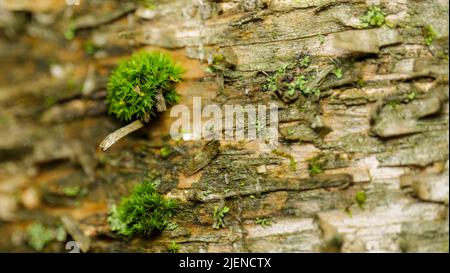 Nahaufnahme von Moos am Baum. Natur Lebenshintergrund mit verschwommenem Hintergrund, selektiver Fokus Stockfoto