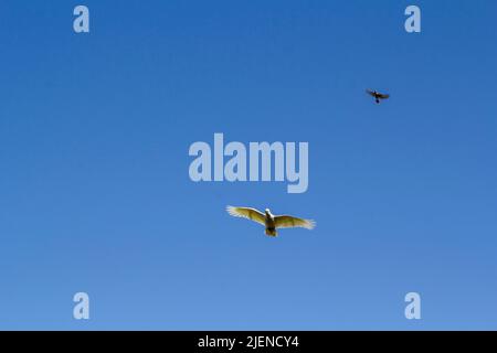 Eine kleine Corella (Cacatua sanguinea) und eine australische lärmende Bergarbeiterin (Manorina melanocephala) fliegen am Himmel in Sydney, NSW, Australien (Foto: Tara Stockfoto