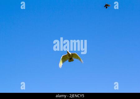 Eine kleine Corella (Cacatua sanguinea) und eine australische lärmende Bergarbeiterin (Manorina melanocephala) fliegen am Himmel in Sydney, NSW, Australien (Foto: Tara Stockfoto