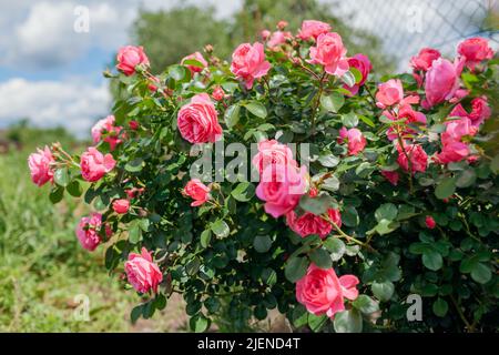 Leonardo da Vinci rosa Rose blüht im Sommergarten von Lavendel. Meilland Auswahl Rosen Blumen Stockfoto