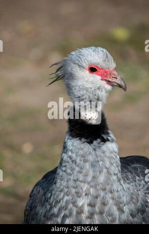 Portratit eines Chajá. Chauna torquata Stockfoto