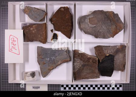 Gemischte Taxa, stratigraphische Sammlung. Accn: 7188; Stockfoto