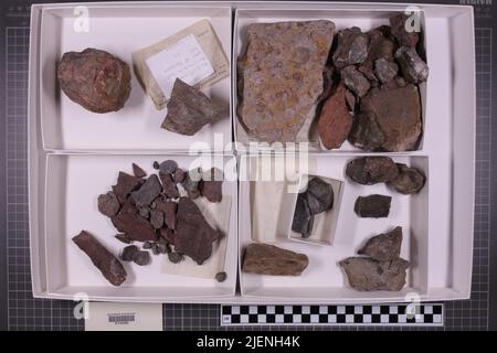 Gemischte Taxa, stratigraphische Sammlung. Accn: 7080; Stockfoto