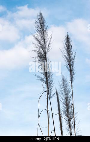 Detail der Pflanze Cortaderia selloana Stockfoto