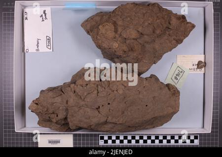 Gemischte Taxa, stratigraphische Sammlung. Accn: 7068; Stockfoto
