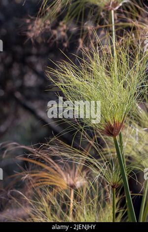 Einzelheiten der Cyperus Papyrus Pflanze, Stockfoto