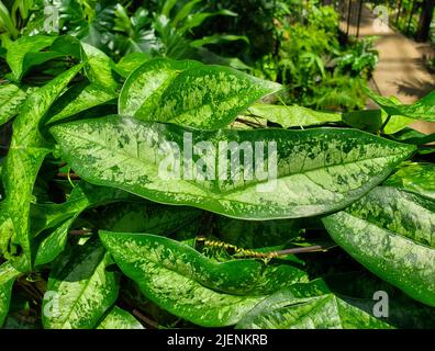 Schönes, buntes Blatt der Passiflora coriacea, einer Kletterpflanze Stockfoto