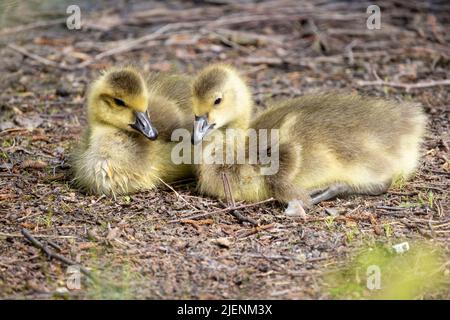 Zwei Baby-Kanadagänse, Branta canadensis oder Gänse, die auf dem Boden ruhen. Hochwertige Fotos Stockfoto