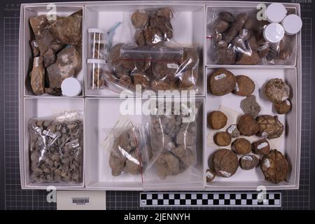 Gemischte Taxa, stratigraphische Sammlung. Accn: 5486; Stockfoto