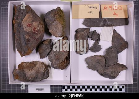 Gemischte Taxa, stratigraphische Sammlung. Accn: 7112; Stockfoto