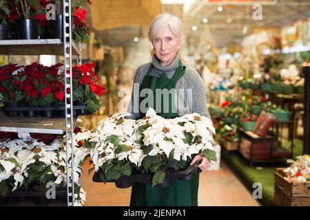 Gealterte weibliche Floristin, die blühende weiße Weihnachtssternen in Töpfen arrangiert Stockfoto