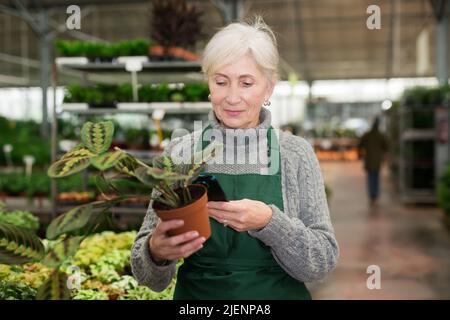 Ältere Verkäuferin, die per Smartphone Barcode auf einer Topfpflanze scannt Stockfoto