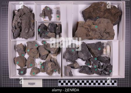 Gemischte Taxa, stratigraphische Sammlung. Accn: 5244; Stockfoto