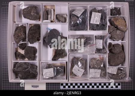 Gemischte Taxa, stratigraphische Sammlung. Accn: 2706; 2710; 2714; 2764; Stockfoto