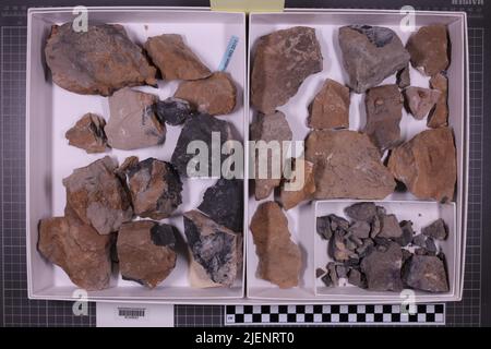 Gemischte Taxa, stratigraphische Sammlung. Accn: 7454; Stockfoto