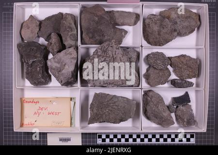 Gemischte Taxa, stratigraphische Sammlung. Accn: 7485; Stockfoto