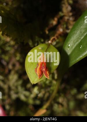 Miniatur-Orchidee Lepanthes ciliisepala aus Costa Rica Stockfoto