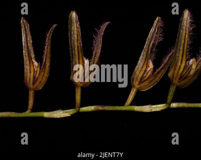 Miniatur-Orchidee Stelis segoviensis aus Costa Rica Stockfoto