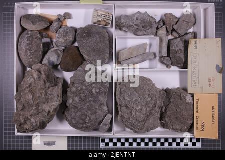 Gemischte Taxa, stratigraphische Sammlung. Accn: 3019; 3063; 7608; Stockfoto
