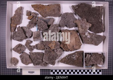 Gemischte Taxa, stratigraphische Sammlung. Accn: 3586; Stockfoto